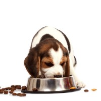 Voer- en waterbakken