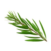 Tea Tree
