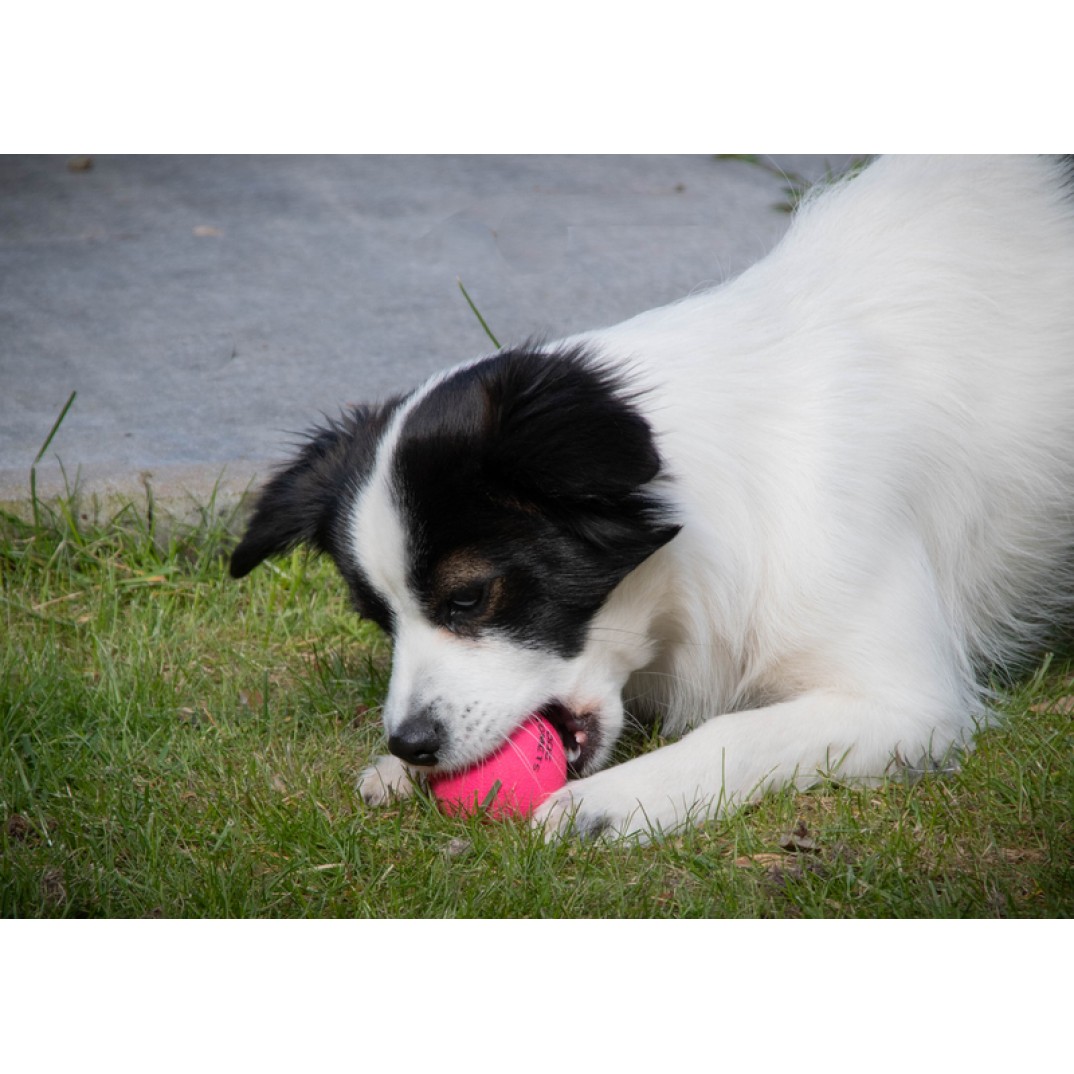 Dog Comets Stardust Groen S