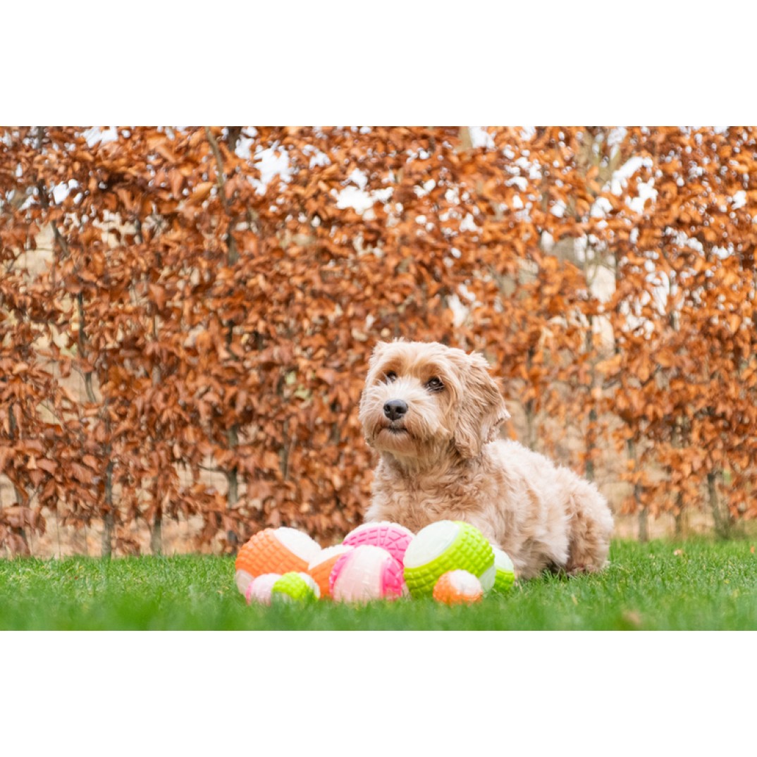 Dog Comets Glow In The Dark Moon Bal L Roze