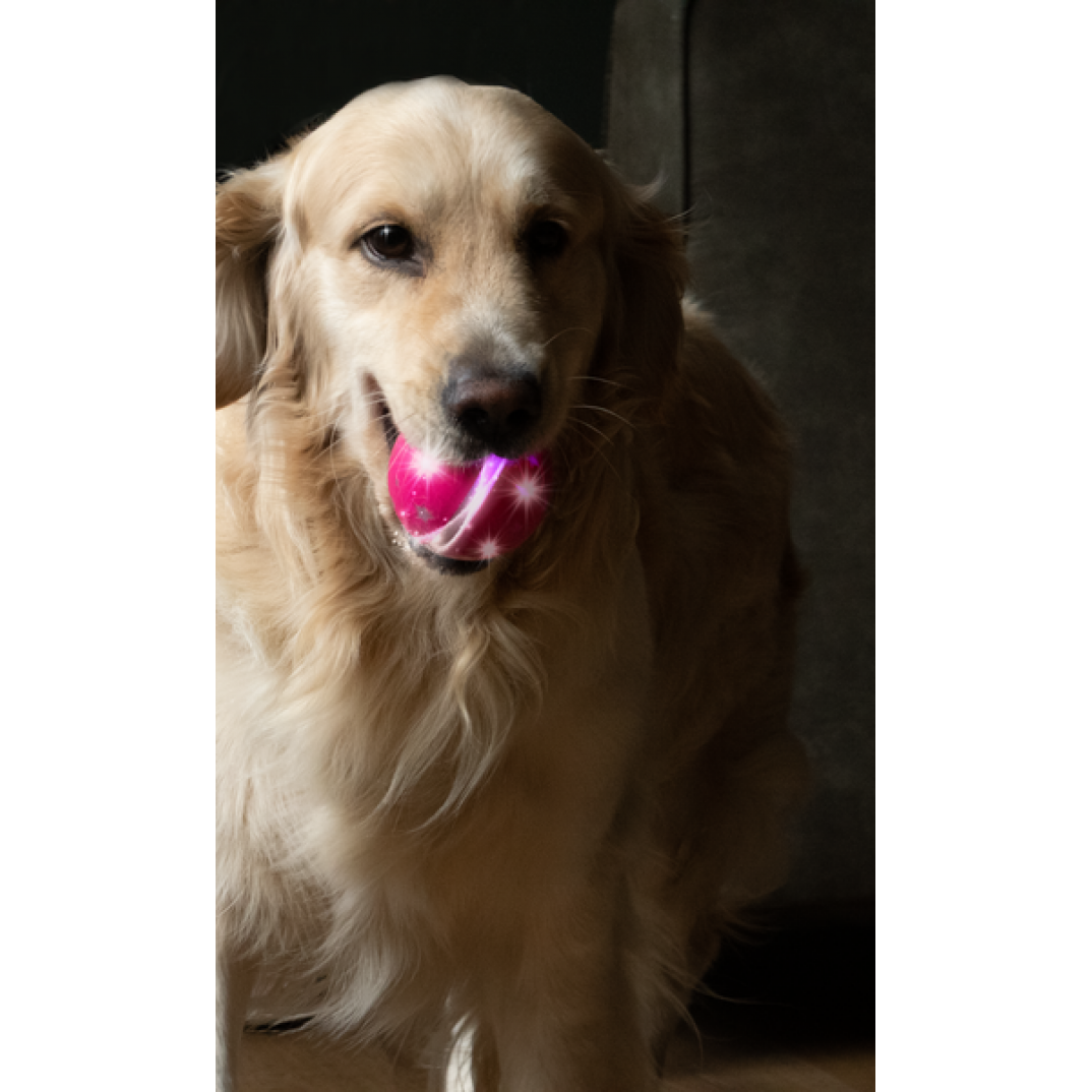 Dog Comets Helix Groen