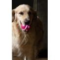 Dog Comets Helix Groen