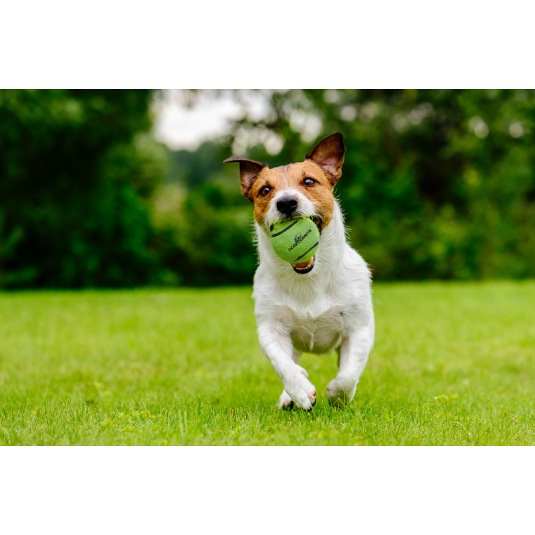 Dog Comets Neutron Star Tennisbal Met Pieper M Groen (3-pack)
