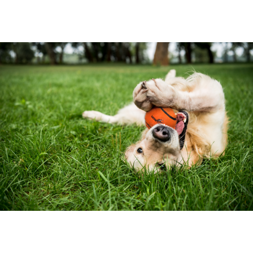 Dog Comets Neutron Star Tennisbal Met Pieper L Oranje